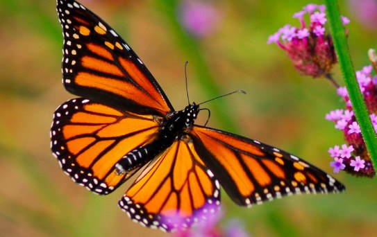 Mexico-bound Monarch butterfly...but will the butterfly reserve still be there for it?