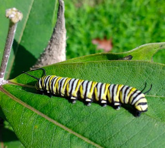 Monarch caterpillar preparing for lunch on a milkweed leaf (photo by Dave Lindorff)