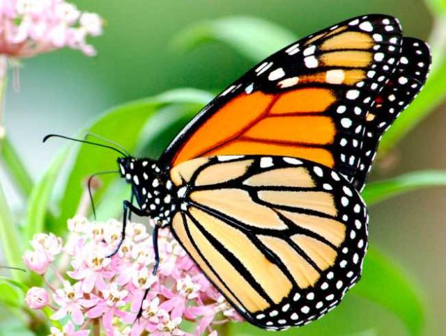 Monarch butterfly perched on a Milkweed flower