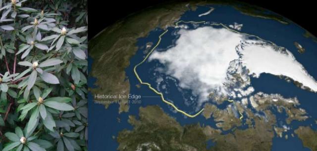 Rhododendron buds opening after Xmas north of Philadelphia, and the 2015 Arctic sea ice minimum in 2015 vs. the historic average minimum extent of sea ice