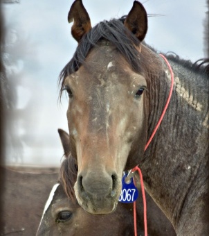 Wild Horses with the BLM's "no brand" brand on their necks awaiting their fate (photo by Terry Fitch of Wild Horse Freedom Feder