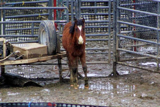 Terrified and sweaty from being stampeded, a young wild colt cowers in the trap (photo by Laura Leigh)