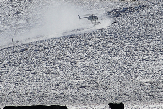 BLM contractors use helicopters, flying low to the ground, to frighten and stampede wild horses (photo by Laura Leigh)