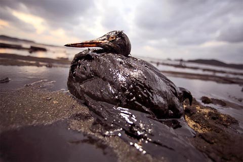 Oil-soaked bird in the Gulf of Mexico, brought to you by BP, your government, and your car
