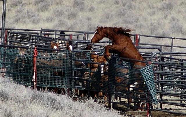 Trapped wild horse caught trying to escape its cage (photo by Laura Leigh)